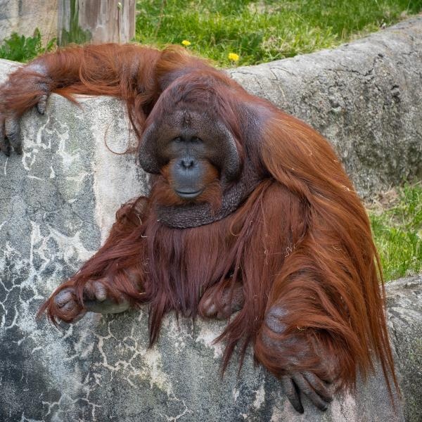 Orangutan (Sulango) 3747 - Amanda Carberry, Columbus Zoo and Aquarium.jpg