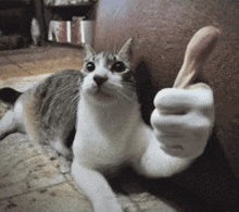 Cats Up.gif